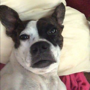 Meet your Posher, Maya